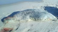 До гибели трех тюленей, недавно найденных на поморских пляжах, мужчина не помогал - биологи с морской станции в Хеле после осмотра тел животных постановили